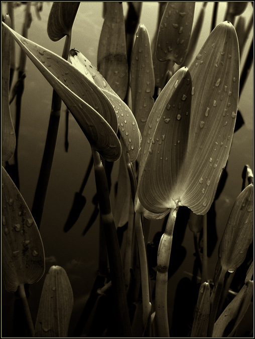 photo "blades" tags: nature, flowers