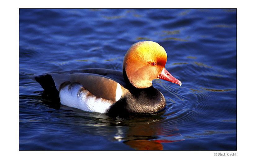 фото "Just Smile" метки: природа, домашние животные