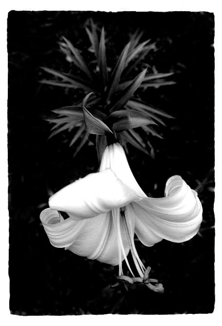 photo "Easter Lily (Reworked)" tags: nature, flowers