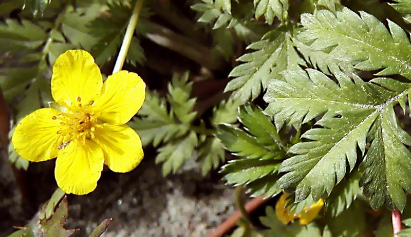 photo "road flower" tags: nature, macro and close-up, flowers