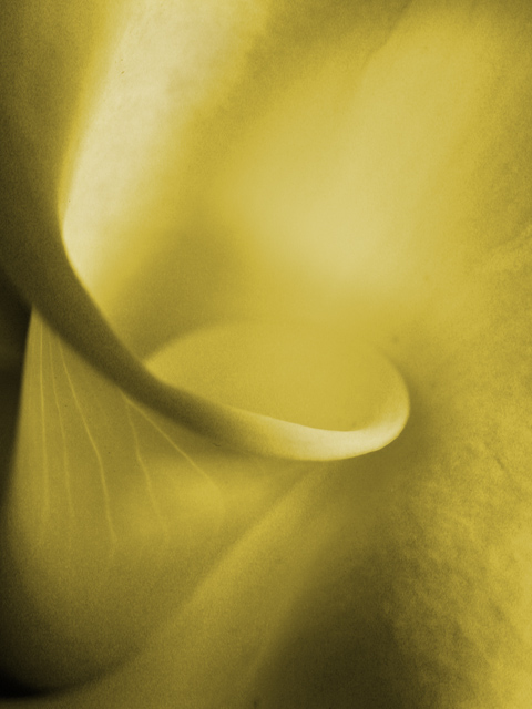 photo "Calla Light" tags: macro and close-up, nature, flowers