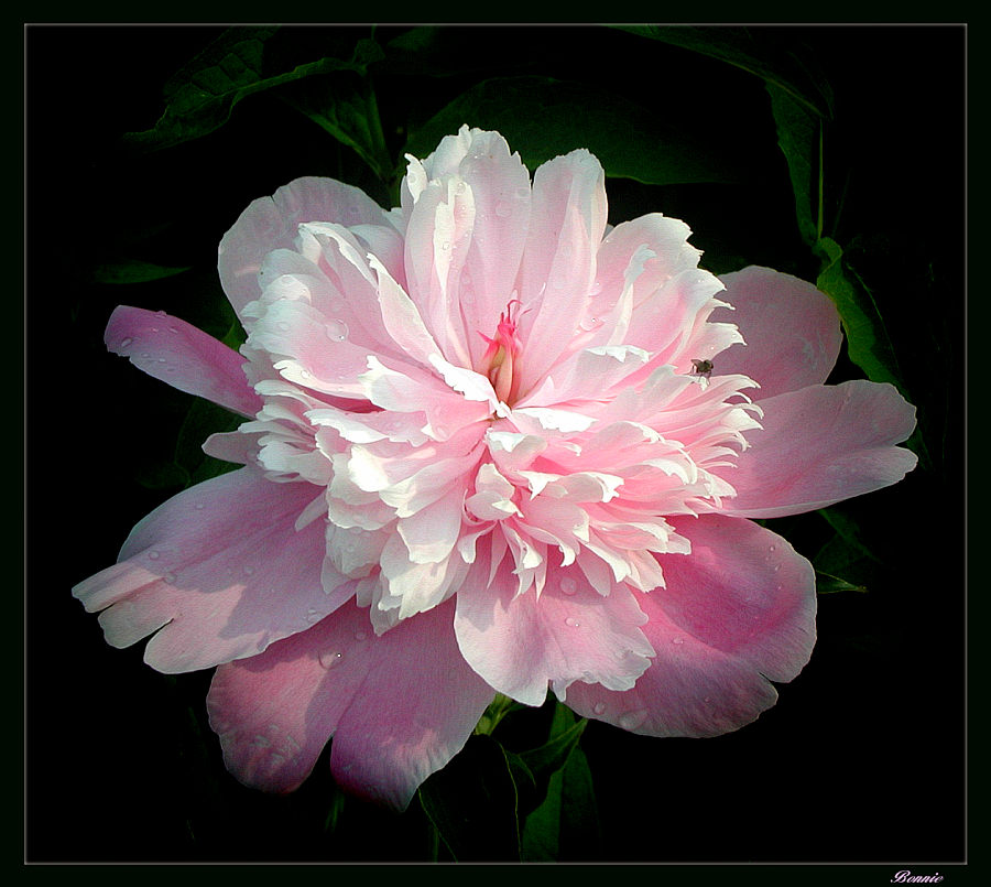 photo "The Opening" tags: nature, macro and close-up, flowers