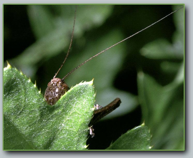 photo "And I have hidden!" tags: macro and close-up, nature, insect