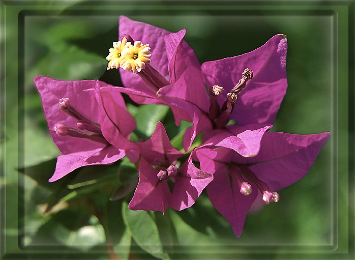 photo "Bougainvillea" tags: nature, flowers