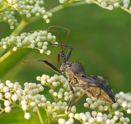 photo "Picking Flowers" tags: macro and close-up, humor, 