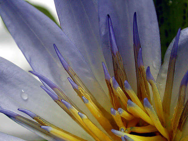 photo "Water Lily" tags: macro and close-up, 