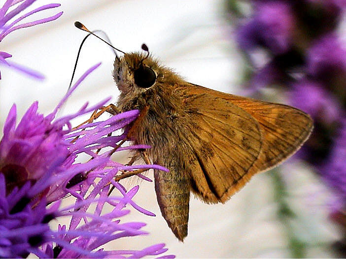 photo "Refuel" tags: macro and close-up, nature, insect