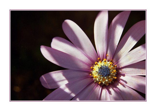 photo ""Olhos de Rola"" tags: macro and close-up, 