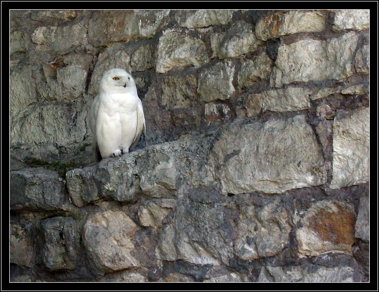 photo "White stone" tags: nature, 