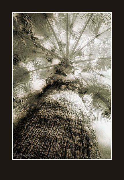 photo "An IR Palm Tree Perspective" tags: misc., 