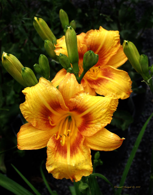 photo "Yellow Lillys I think???" tags: nature, flowers