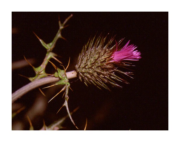 photo "Untitled photo" tags: macro and close-up, nature, flowers