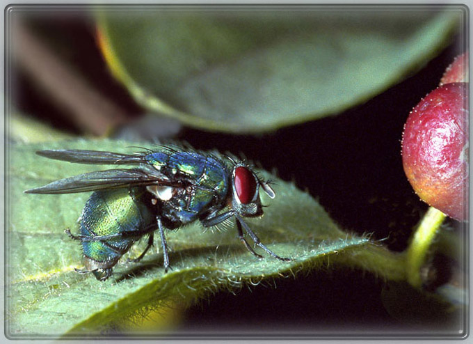 photo "And berries in eyes …" tags: macro and close-up, montage, 