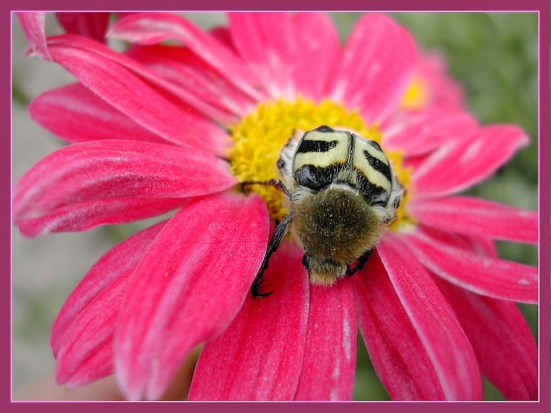 photo "***" tags: macro and close-up, nature, insect