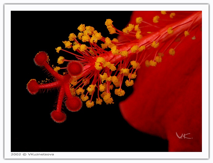 photo "Something about pistils and stamens - 10" tags: macro and close-up, nature, flowers