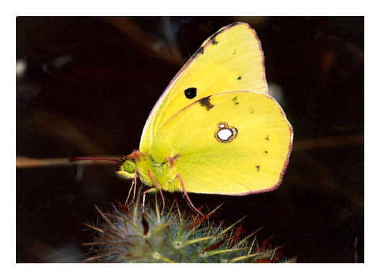 photo "Yellow butterfly" tags: nature, insect