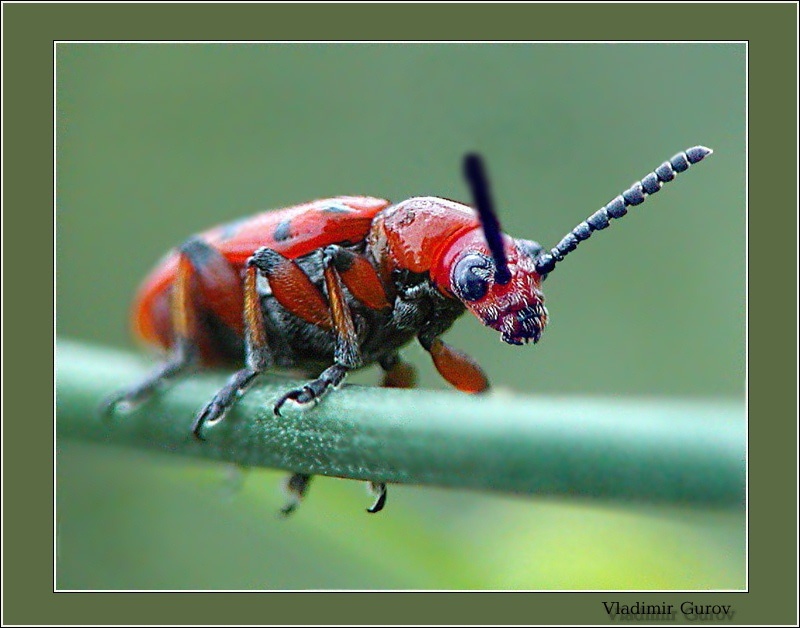 photo "Beetle`s grandpa" tags: nature, macro and close-up, insect