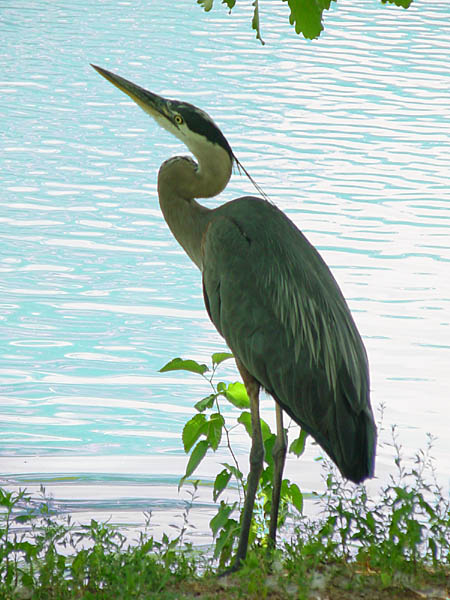 photo "Great Blue Heron" tags: nature, wild animals