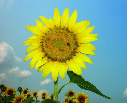 photo "A sunflower" tags: nature, macro and close-up, flowers