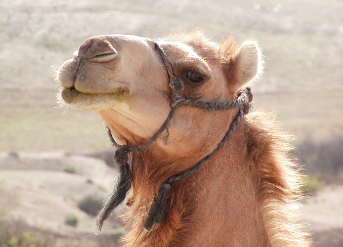 photo "The ship of desert" tags: nature, pets/farm animals, wild animals