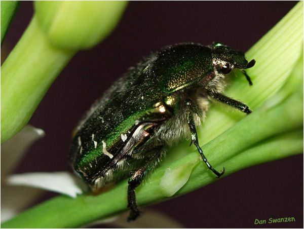 photo "And I such green..." tags: nature, macro and close-up, insect