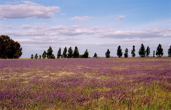 фото "Lavender heart" метки: пейзаж, весна