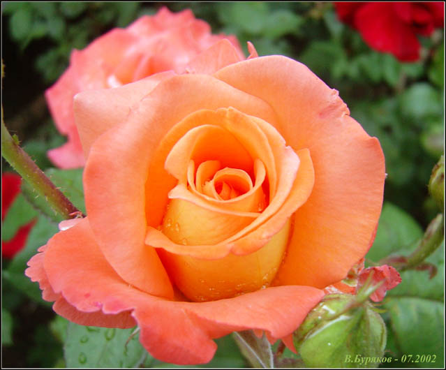 photo "Rose" tags: nature, macro and close-up, flowers