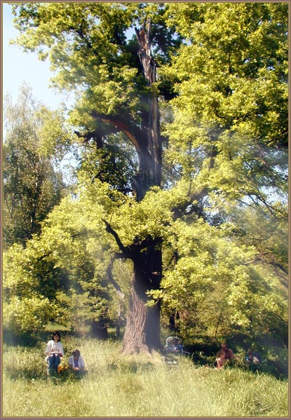 photo "Tree of Life" tags: landscape, genre, 