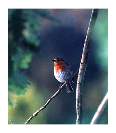 photo "Erithacus rubecula" tags: nature, wild animals