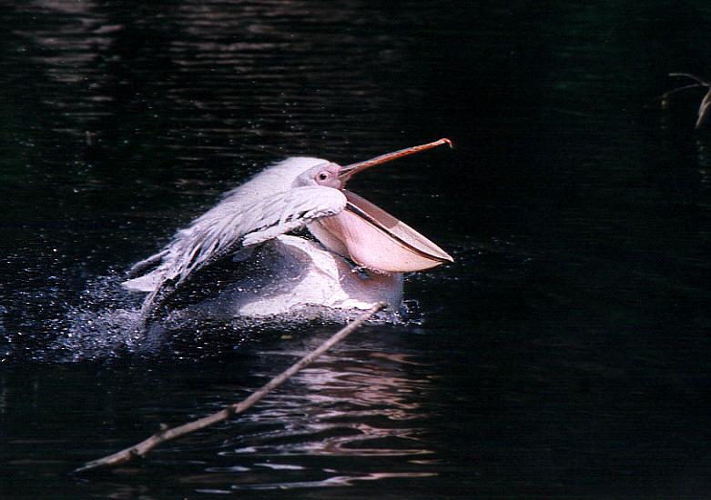 photo "Jet pelican" tags: nature, wild animals