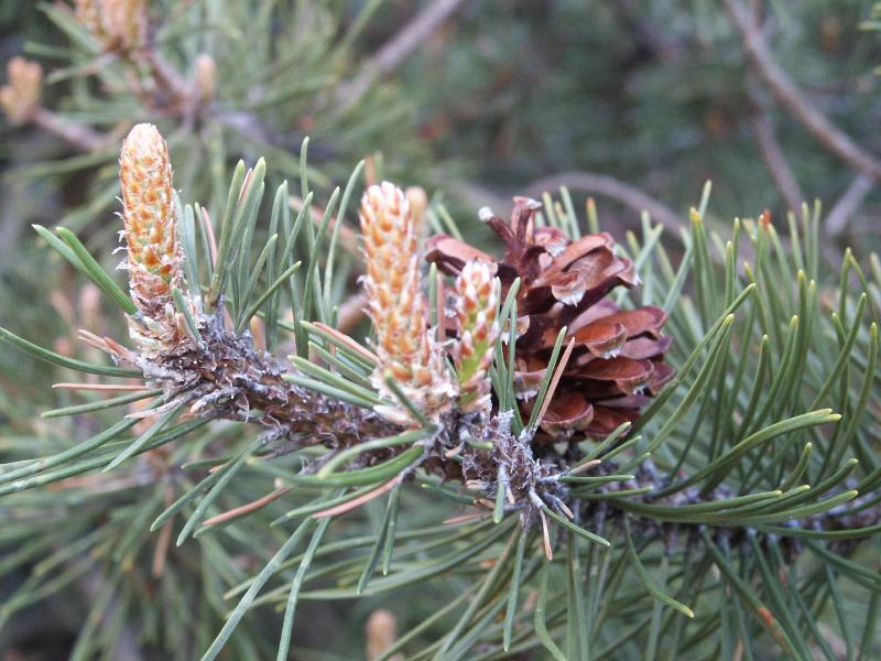 photo "Pine" tags: nature, flowers