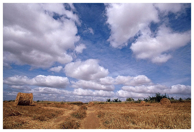 photo "Clouds on the crop" tags: landscape, clouds