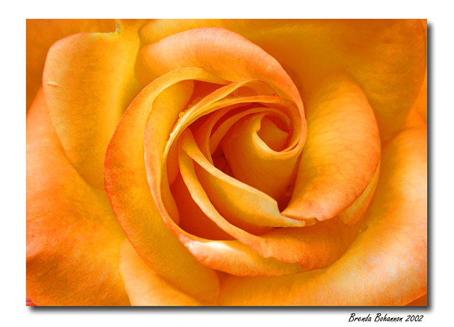 photo "Evening Rose" tags: macro and close-up, nature, flowers