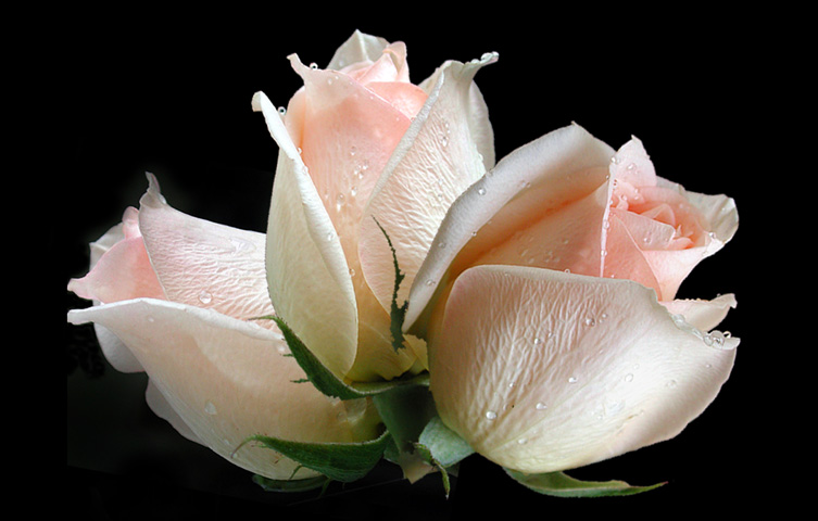 photo "The same rose at three times" tags: macro and close-up, montage, 