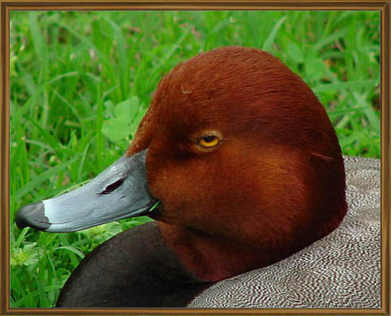 фото "Redhead Duck" метки: природа, дикие животные