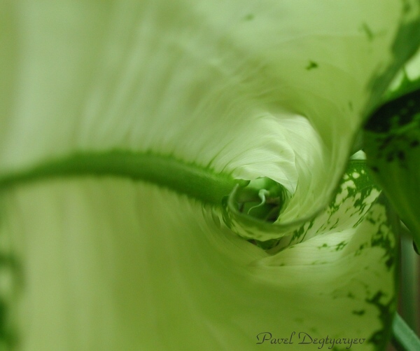 photo "Whirlpool" tags: macro and close-up, nature, flowers