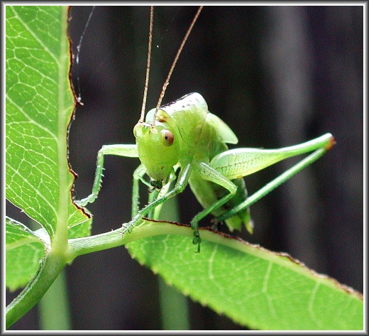 photo "Thinker" tags: macro and close-up, nature, insect