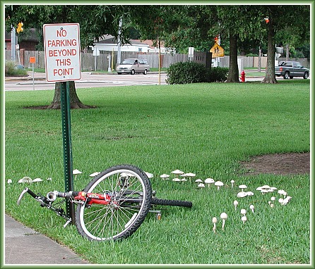 photo "Fairy Ring" tags: humor, architecture, landscape, 