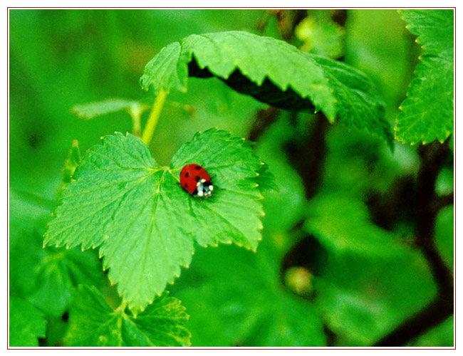 photo "Untitled photo" tags: genre, nature, insect