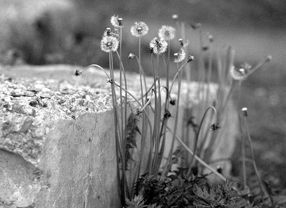 photo "Almost still life" tags: nature, still life, 