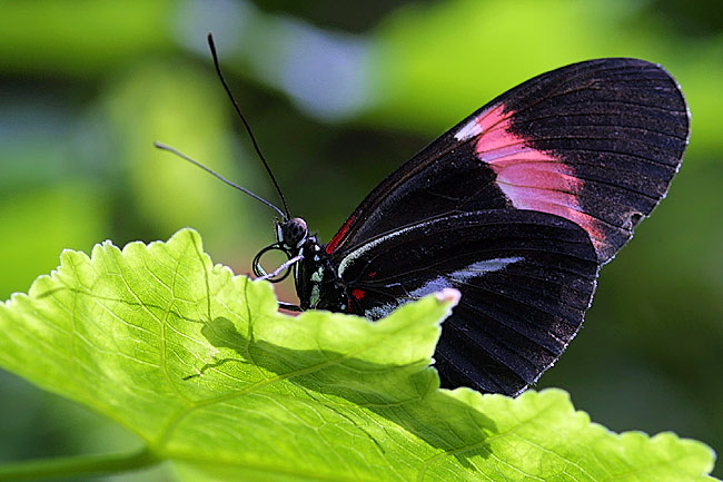 photo "Butterfly" tags: nature, insect