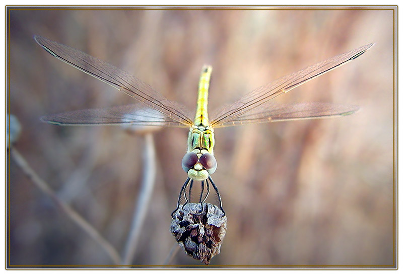 photo "And IT IS a DRAGONFLY" tags: nature, 