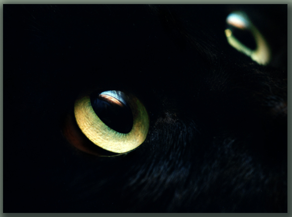 фото "Cats_Eyes" метки: природа, макро и крупный план, домашние животные