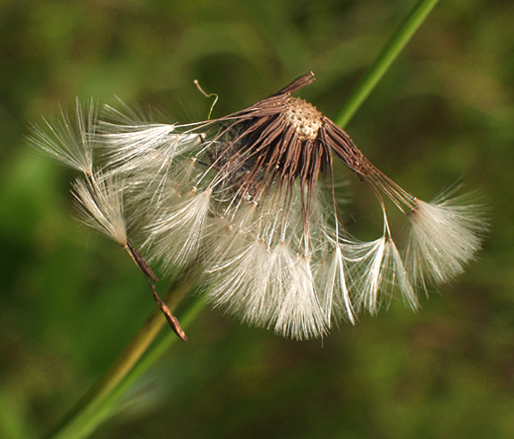 photo "SpinDrift" tags: macro and close-up, nature, flowers