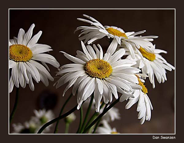 photo "Camomiles" tags: still life, nature, flowers