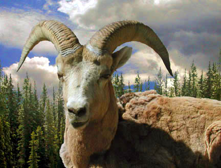 photo "Big Horn" tags: nature, travel, North America, wild animals