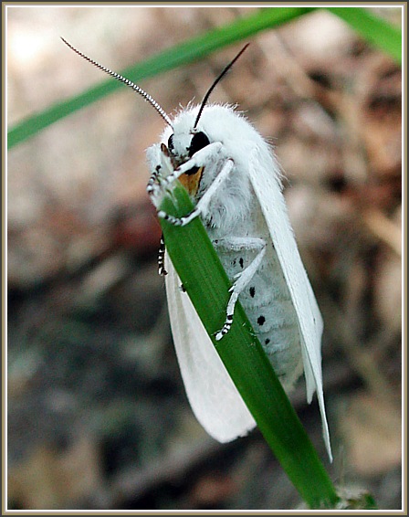 photo "Reincarnation of blond" tags: macro and close-up, nature, insect