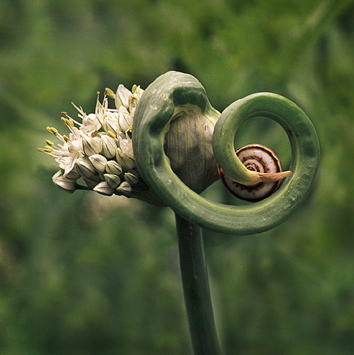 photo "Onion and snail." tags: nature, genre, flowers