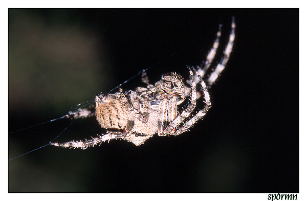 photo "Hanging around" tags: nature, insect, wild animals