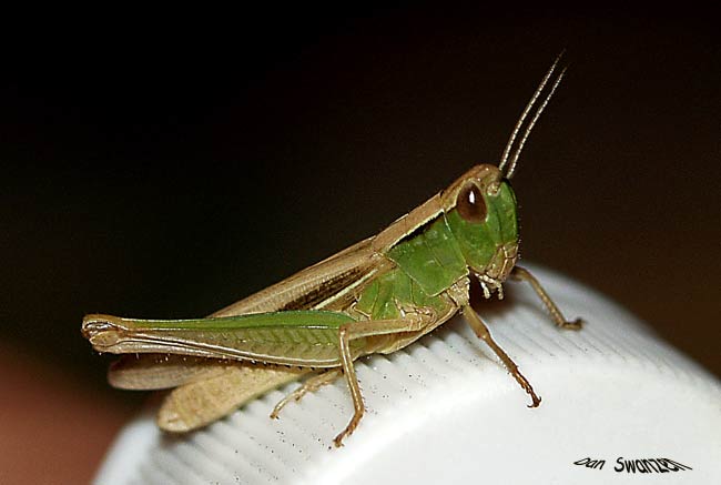 photo "Grasshopper" tags: macro and close-up, nature, insect